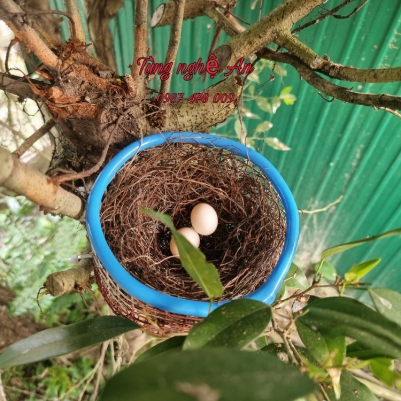 Tổ Chim kích đẻ