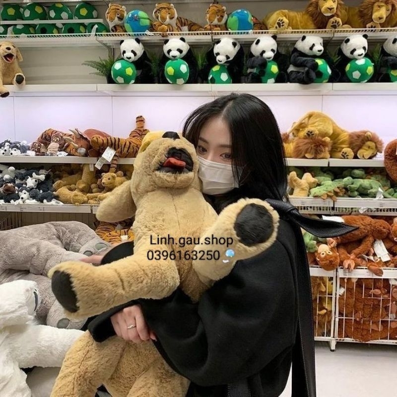 Combo voi Hàn Quốc và chó gold ikea