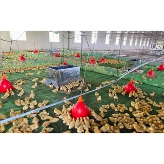 Máng nước tự động hình chuông cho gà vịt