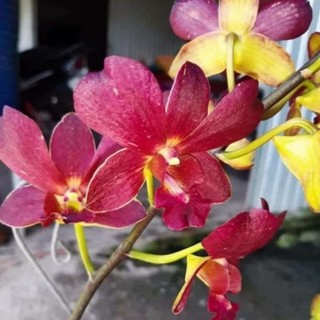 Hoa lan denro chớp vàng đỏ giống