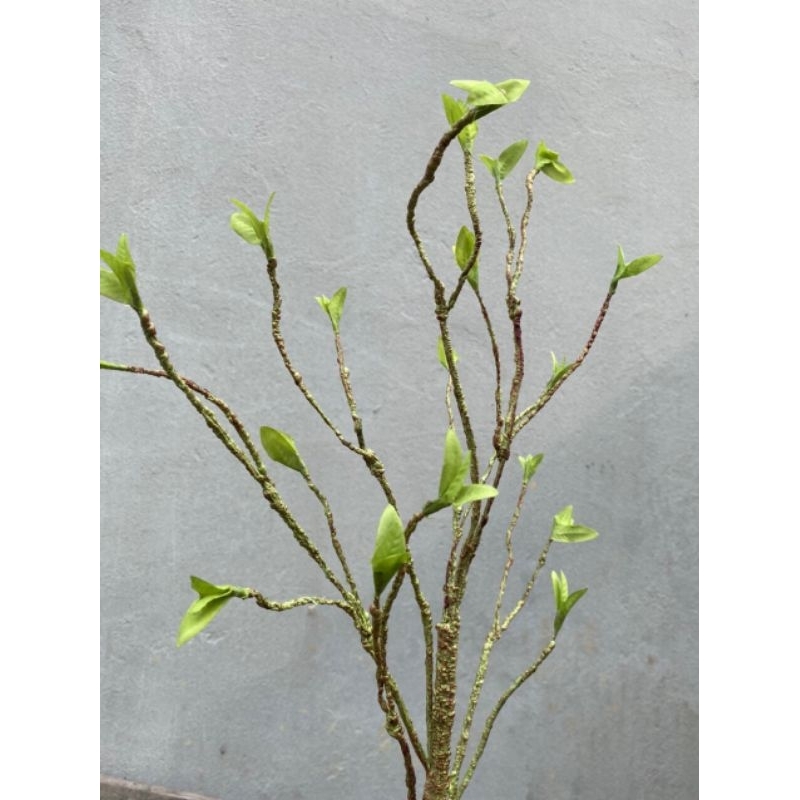 Cành lộc non cổ, cành lộc non dẻo thân rêu