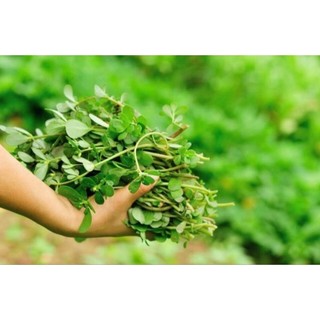 hạt giống rau sam gói 2 gram