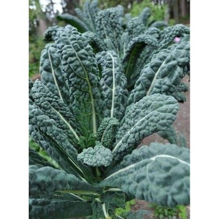 Hạt giống kale xanh khủng long 100 hạt
