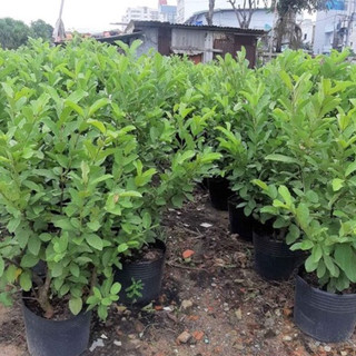 Cây ổi lùn SIÊU TRÁI