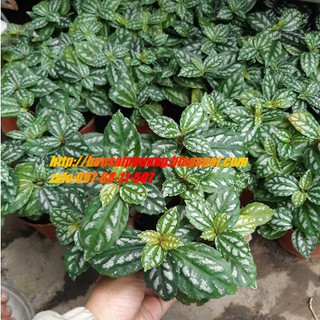 Cây lá bạc
