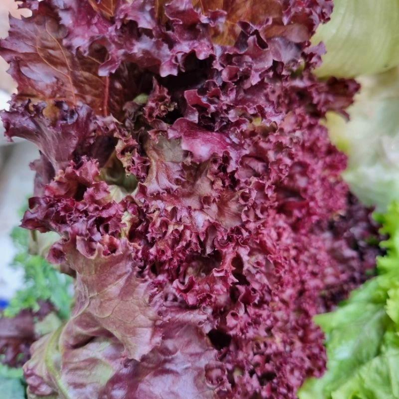 Xà lách lô lô tím Đà Lạt