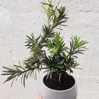 Tùng la hán bonsai KÈM CHẬU để bàn