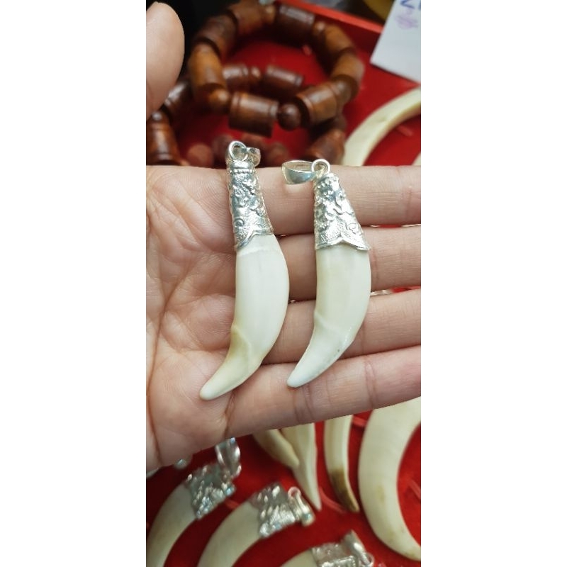 Nanh sói bạc hộ mệnh trẻ em