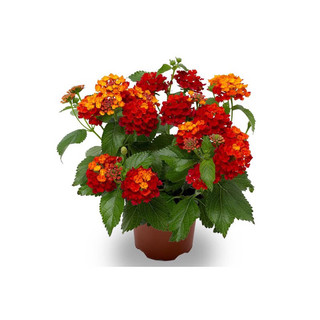Hoa Ngũ Sắc Kép(1  bầu cây)