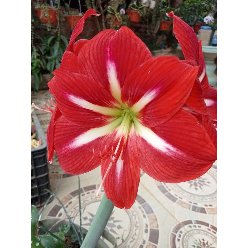 củ hoa loa kèn đỏ dại
