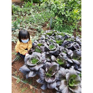HẠT GIỐNG CẢI POKOY TÍM