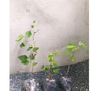 Cây dâu tằm - cây giống, bầu đất