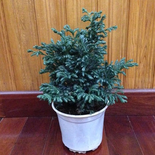 Cây tuyết tùng để bàn