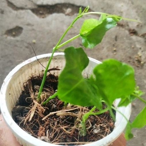 chậu cây bình bát dây, bát bát,...