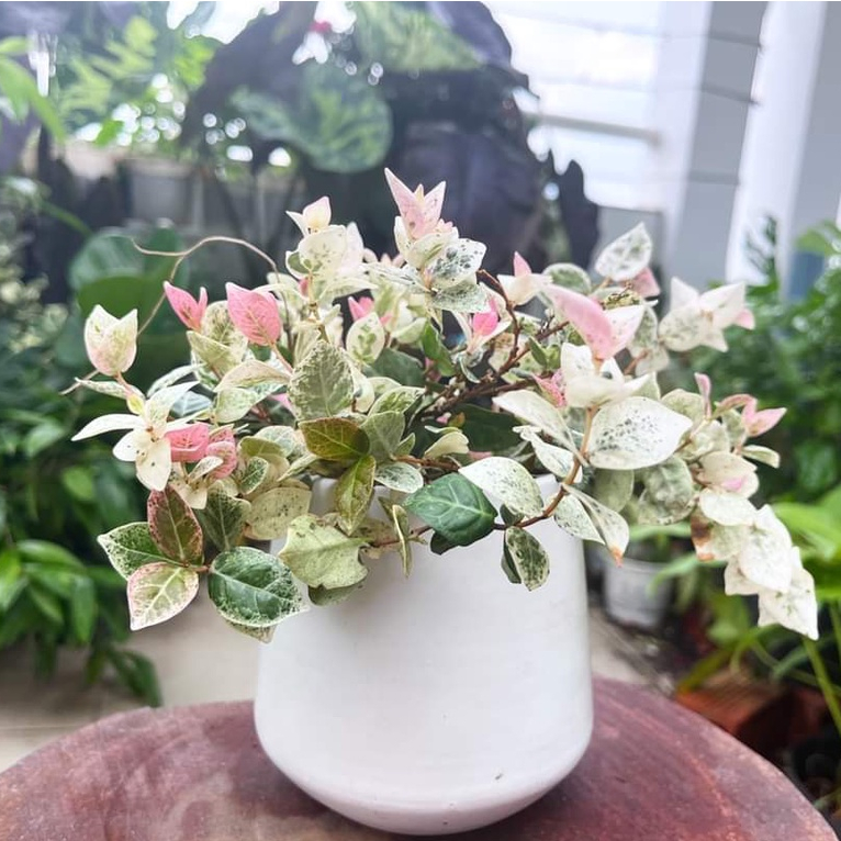 Cây thằn lằn Thái giỏ treo ĐẸP