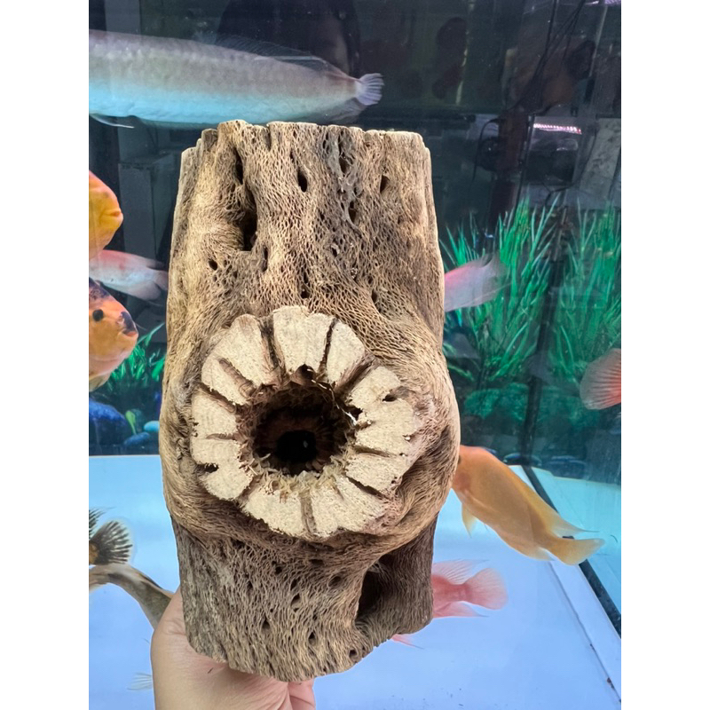 Lũa Cholla Teddy Bear | Lũa Xương Rồng Rỗng Ruột Size Lớn | Thích Hợp Trang Trí - Làm Hang Tép