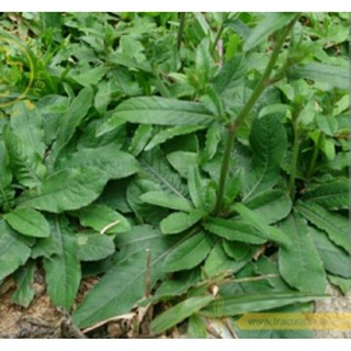 1 kg cỏ chỉ thiên,Cỏ lưỡi mèo, Cây thổi lửa, Khổ địa đảm, Tiền hồ nam, Cỏ chỉ thiên