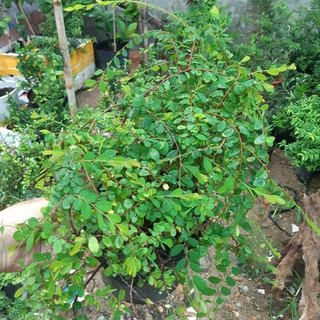 Cây sơn liễu giống