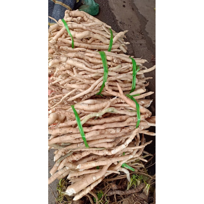 Sâm  xuyên đá Tây Bắc tươi