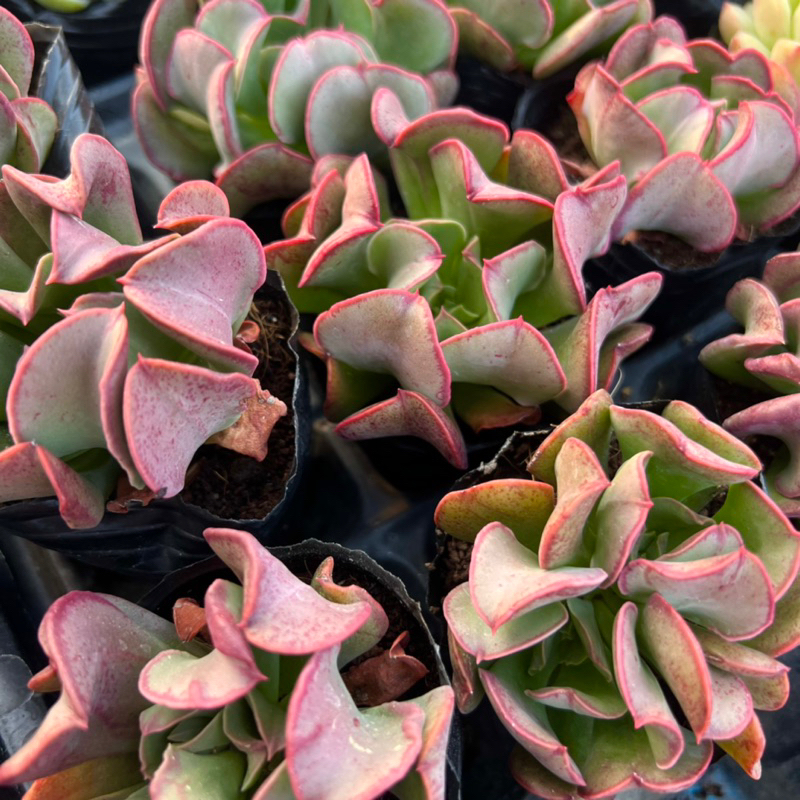 Cây sen đá Bỉ Ngạn đỏ size bầu 4-4,5cm cây cảnh trang trí nhà cửa THUANPHAT GARDEN