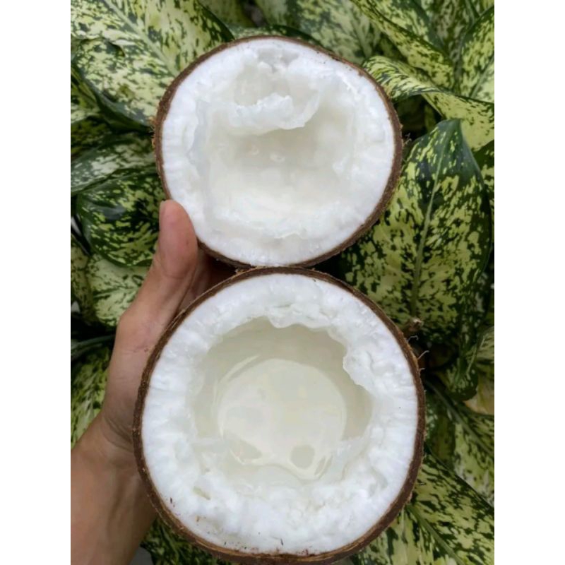 Dừa Sáp 1,3*1,5kg