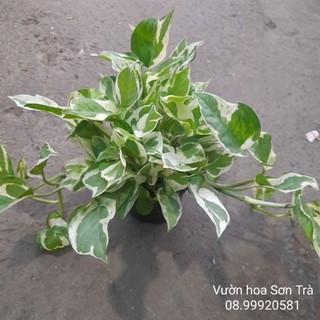 Trầu bà cẩm thạch thái, ưa mát, trồng thủy sinh được.