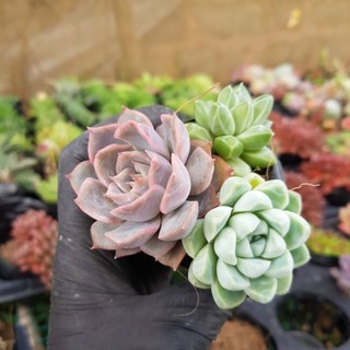 Sen đá size bầu mix