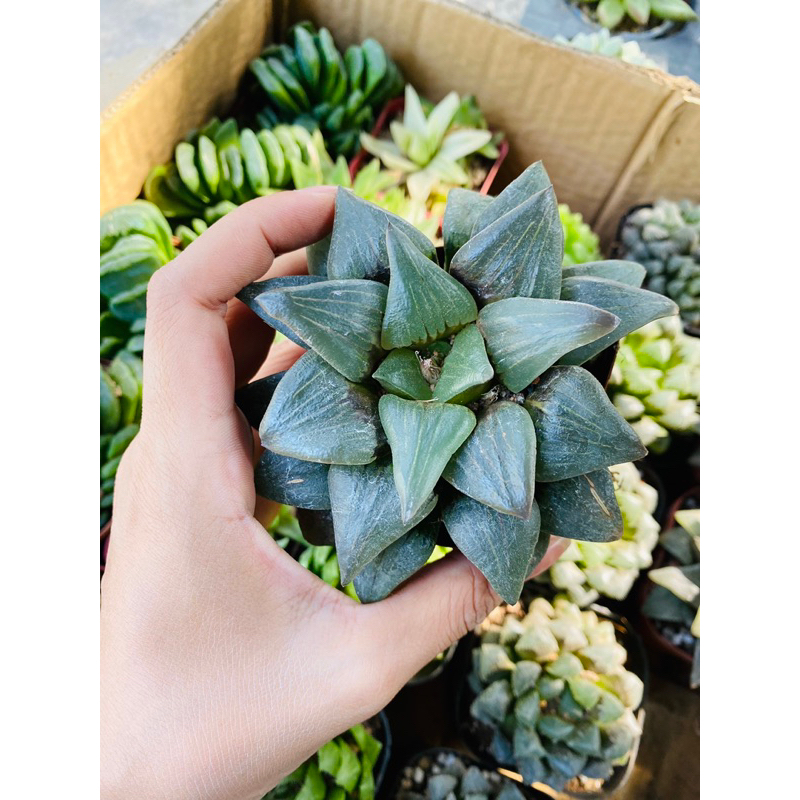 sen đá haworthia 05