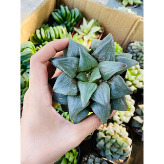 Sen đá haworthia 05