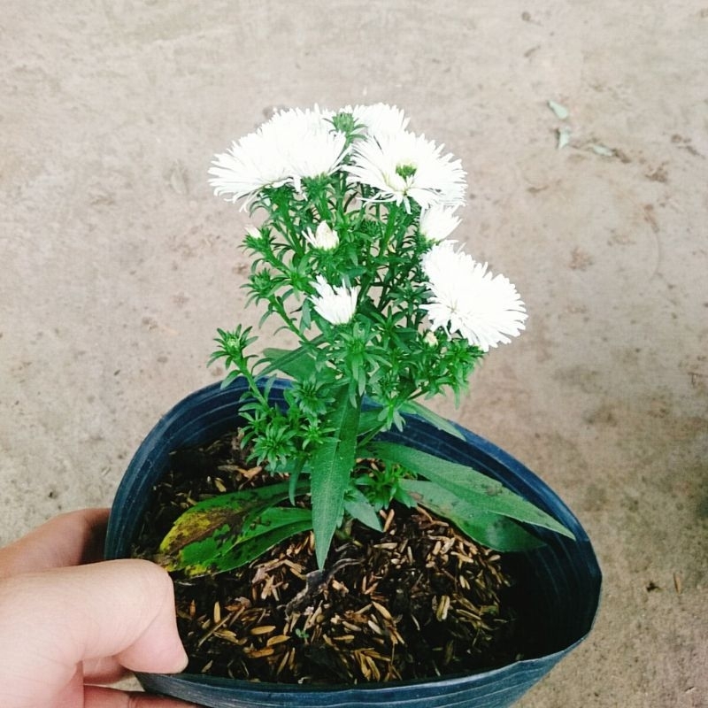 Cây Hoa Thạch Thảo Trắng