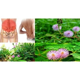 1kg cây xấu hổ đỏ /trinh nữ /mắc cỡ khô thân lá và rễ.hàng sạch đảm bảo nhà làm
