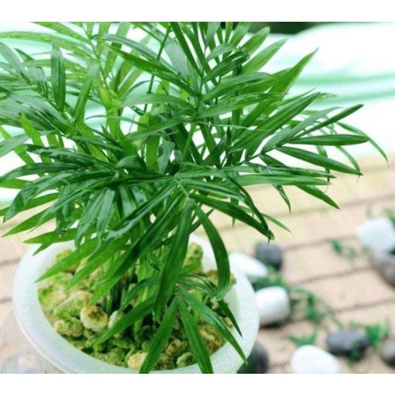 Cây Thủy Trúc Thủy Sinh