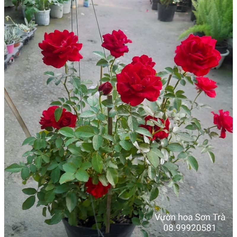 Cây HỒNG NHUNG ĐỎ siêu bông, thơm nhẹ, đang hoa.