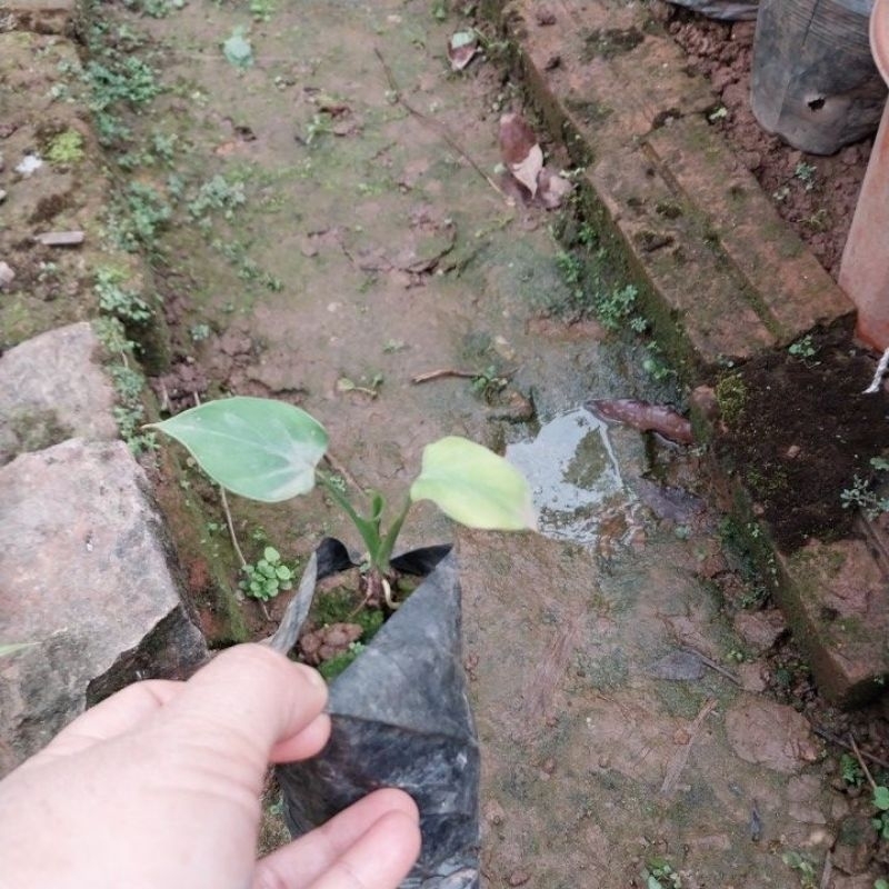 Cây thiên niên kiện