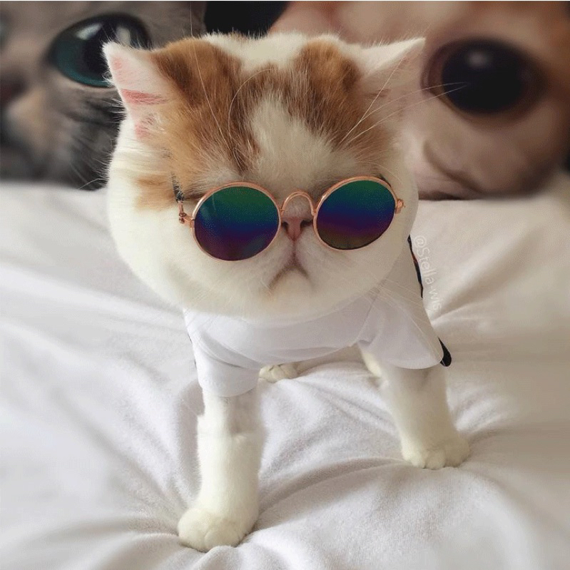 Mắt kính cho chó mèo