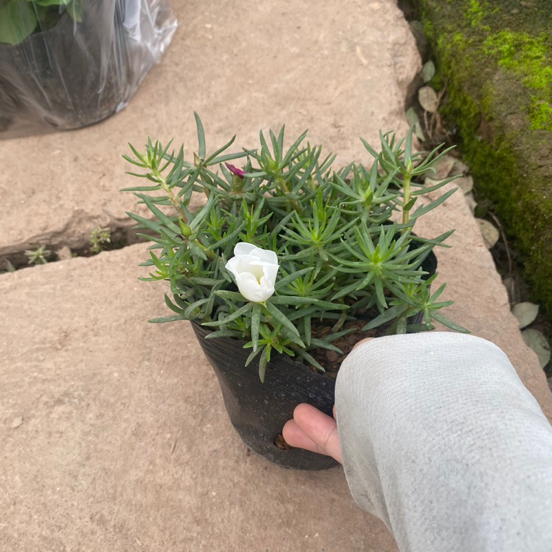 Cây hoa mười giờ mỹ , hoa 10h mỹ đơn đang có nụ và hoa