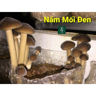 Phôi Nấm Mối Đen (1 kiện 3 bịch)