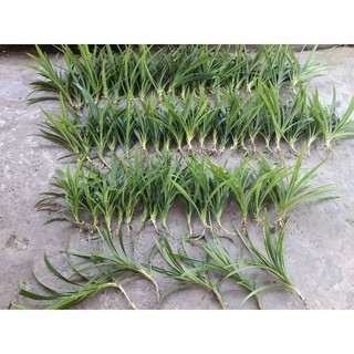 combo 60 lá dứa (lá nếp thơm)