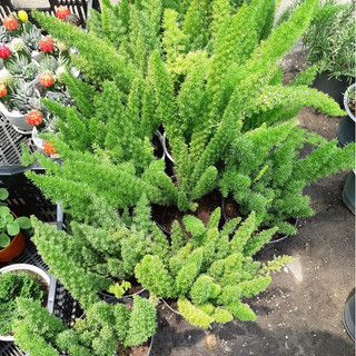 Cây đuôi chồn MIX CHẬU để bàn