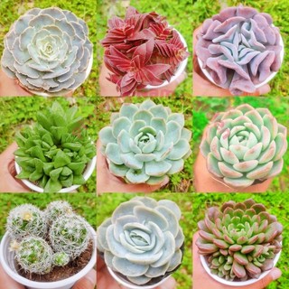 Sen đá cỡ vừa 9-11cm- Phương nam garden