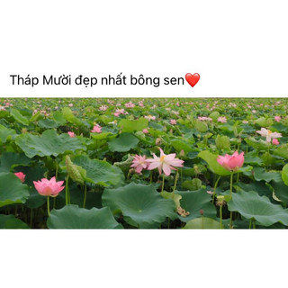 ☘️🌸 Bột Hạt Sen Huế Nguyên Chất 100%