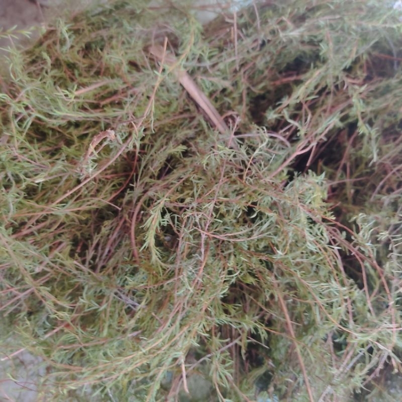 Cây ranh rành  khô dùng cho phụ nữ sau sinh 100g