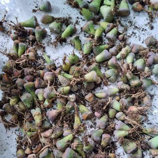 Lithops sen mông mini ngẫu nhiên