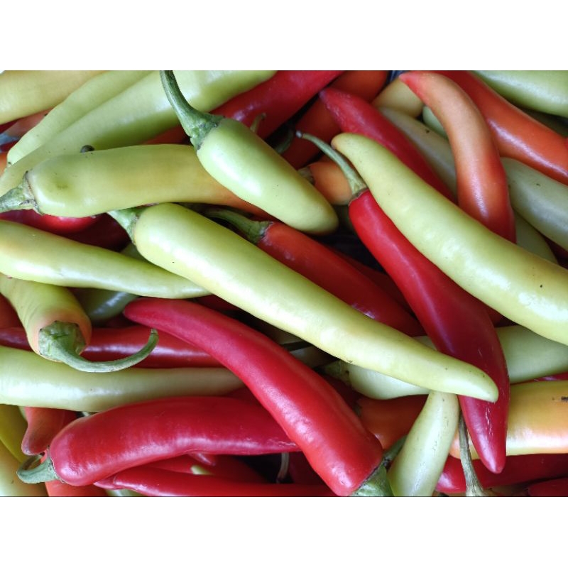 Ớt sừng Huế ớt Ba Tri ớt bống