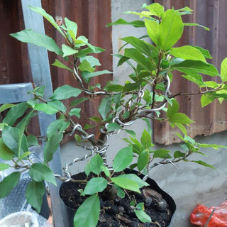 Cây sung bonsai SIÊU TRÁI
