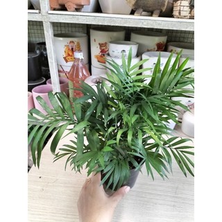 Cây Cau Tiểu Trâm Trồng Chậu Mềm Làm Cây Để Bàn Hợp Phong Thủy Cao 15-20cm