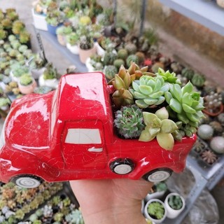 Chậu cây trồng sen đá, xương rồng, tiểu cảnh 🌵FREESHIP🌵 Chậu sứ đẹp, giá rẻ.