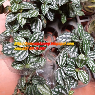 Cây lá bạc