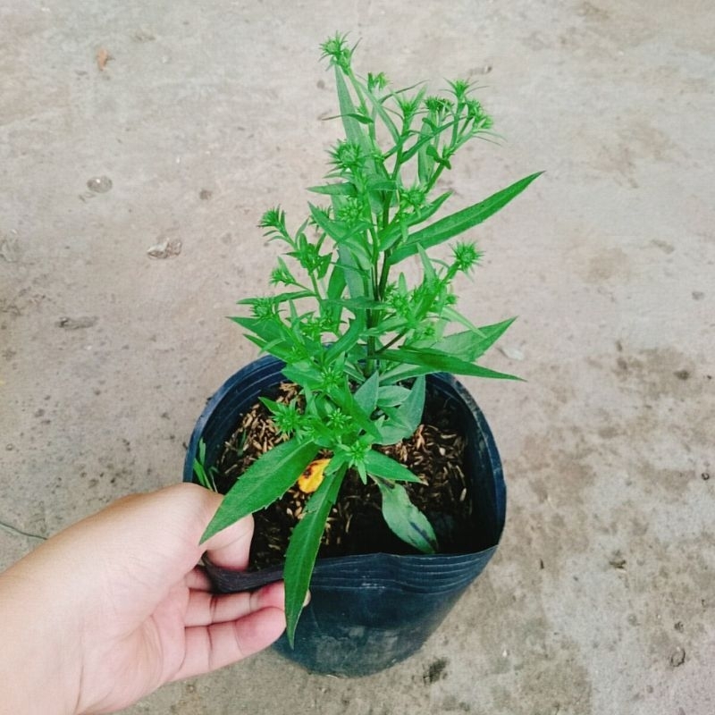 Cây Hoa Thạch Thảo Trắng