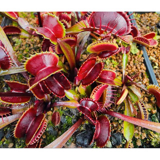 Cây bẫy kẹp all red , dionaea all red